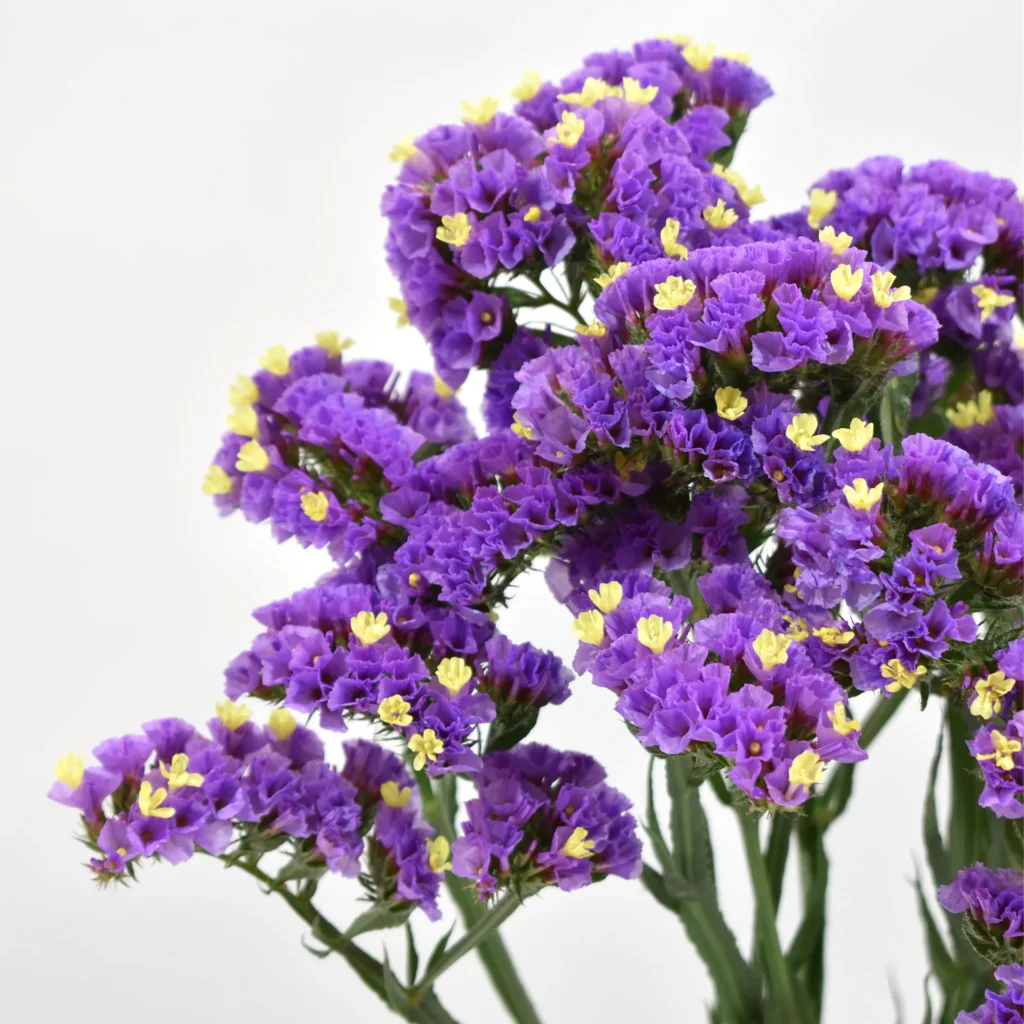 Statice Sinzii Violet