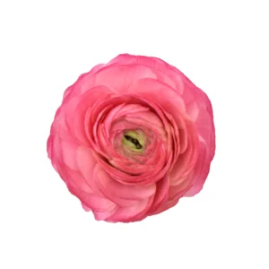SUCCESS CLONI CORAL