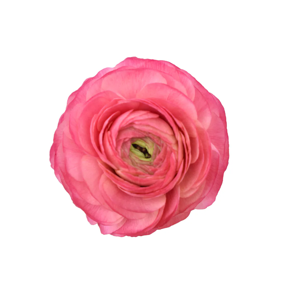 Success Cloni Coral