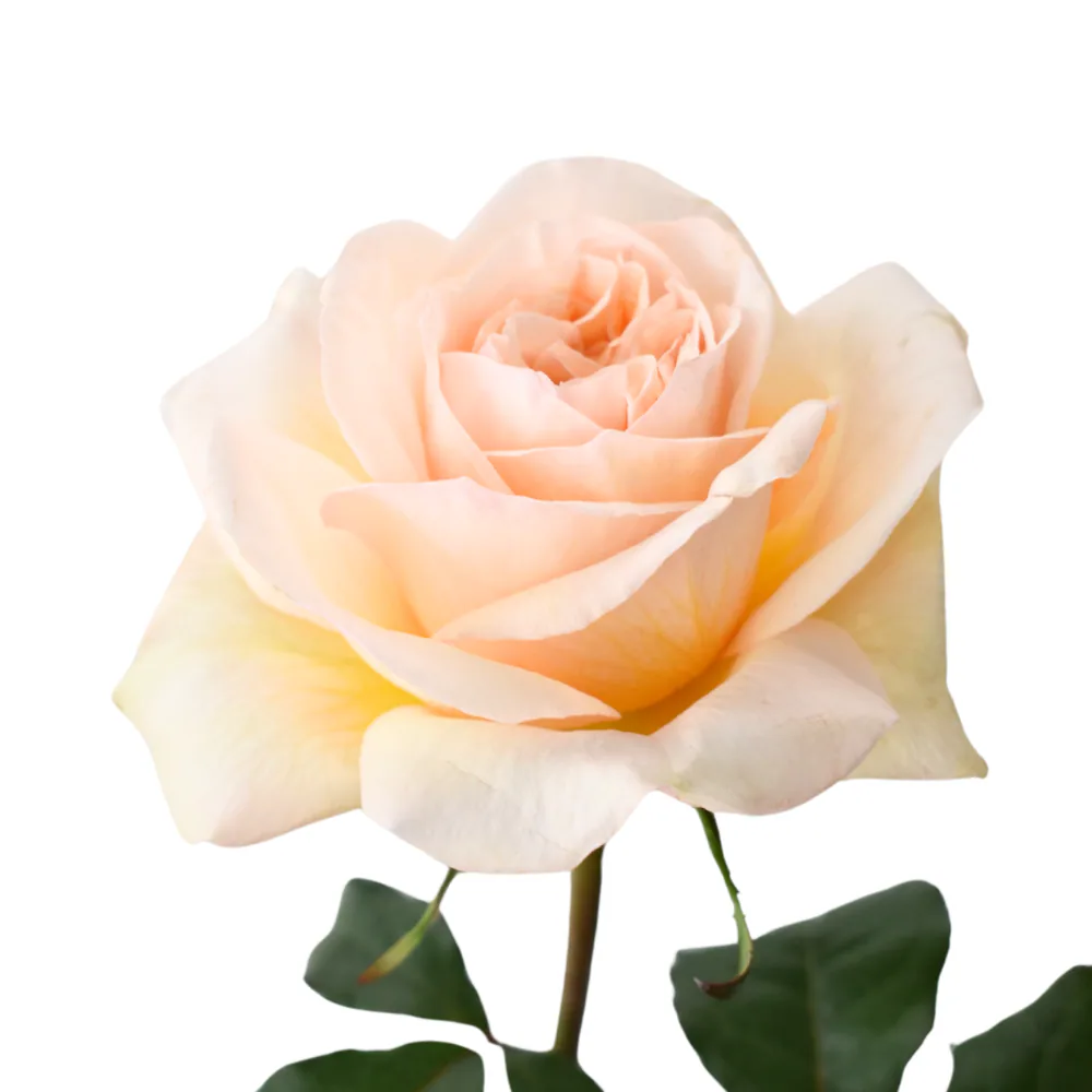 Garden Rose