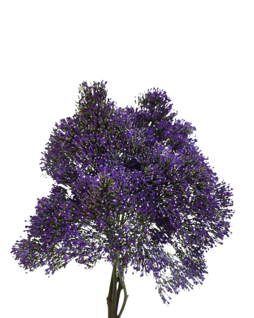 Trachelium Blue