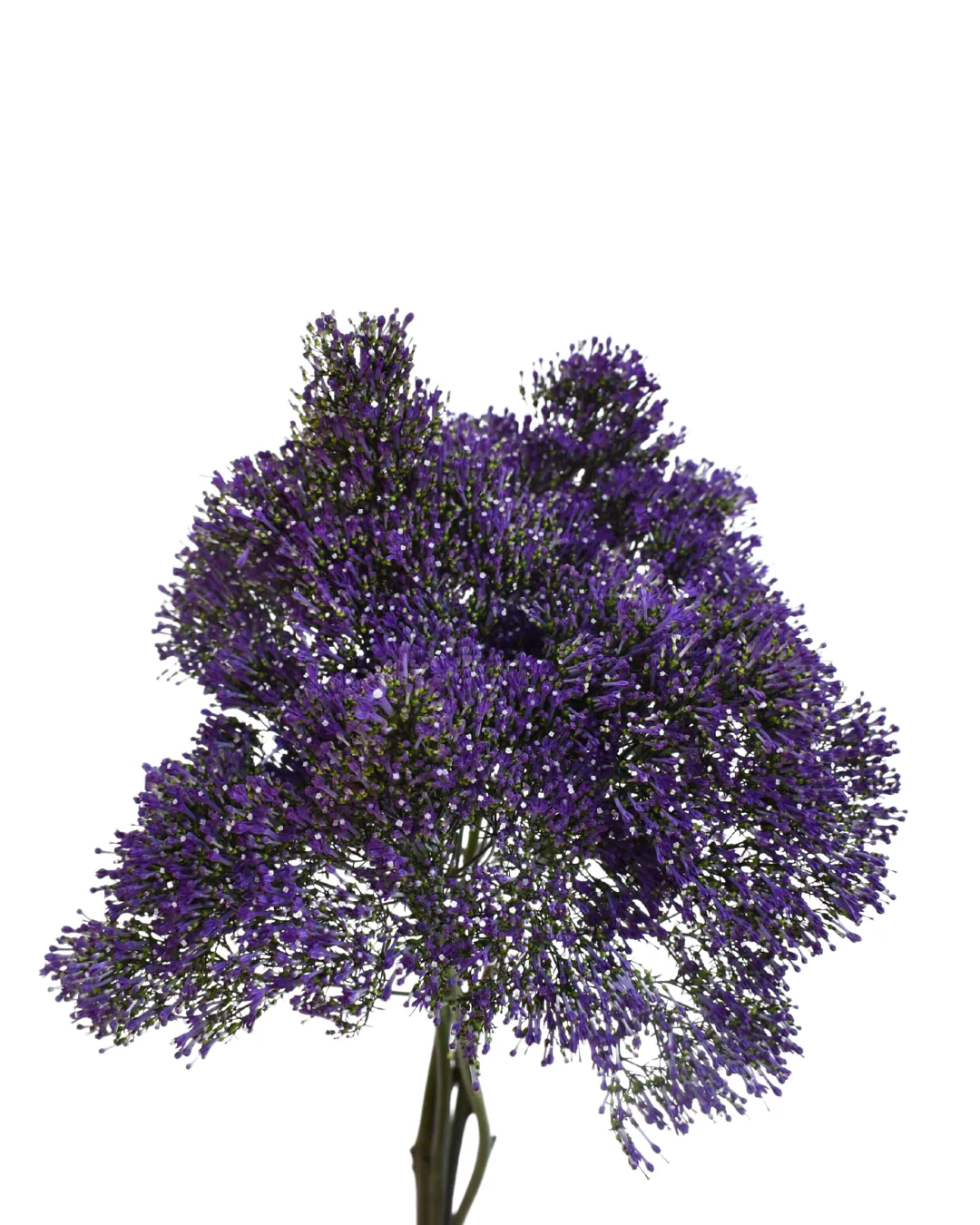 Trachelium Blue — Trachelium
