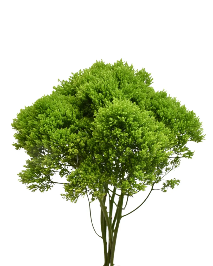 Trachelium
