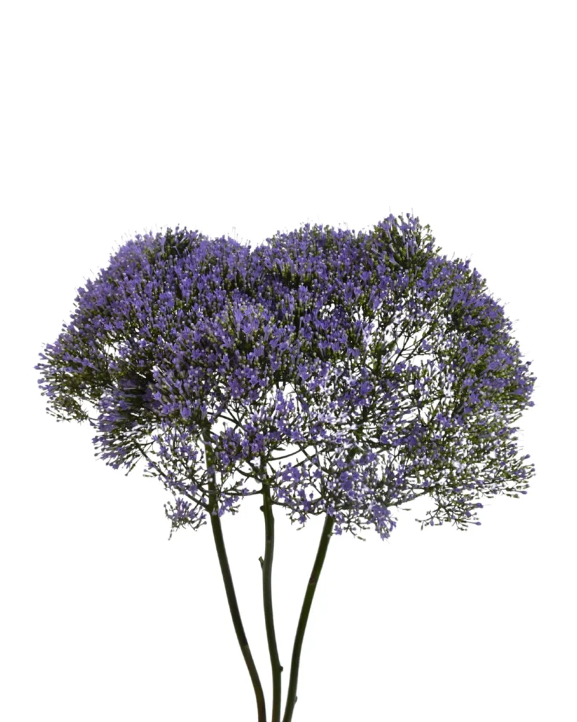Trachelium Purple