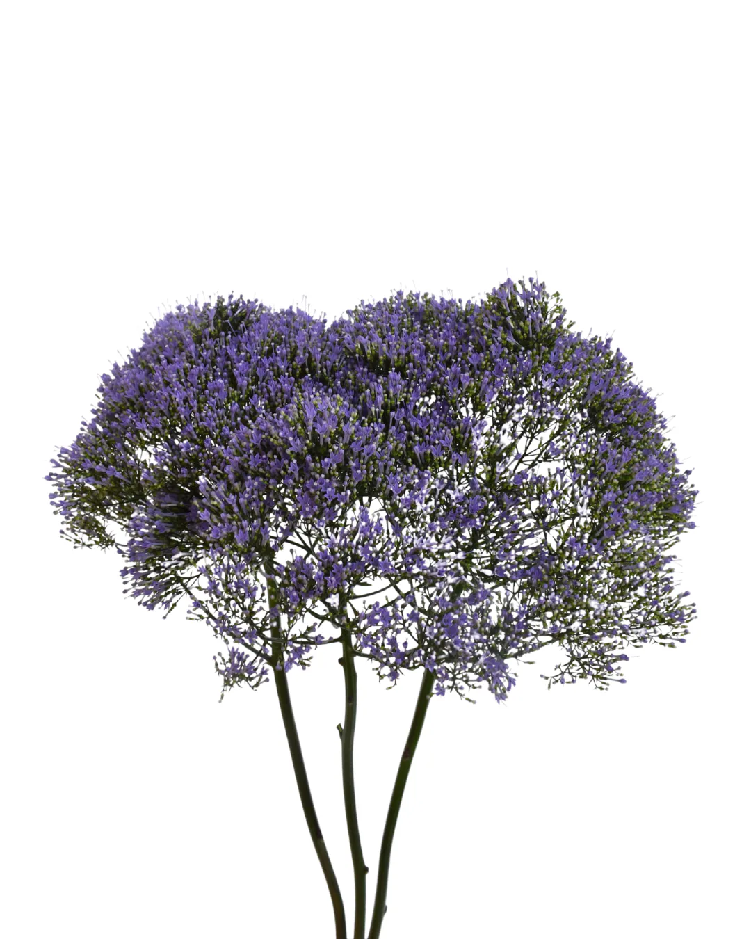 Trachelium Purple — Trachelium