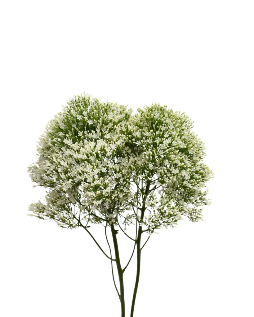 Trachelium White