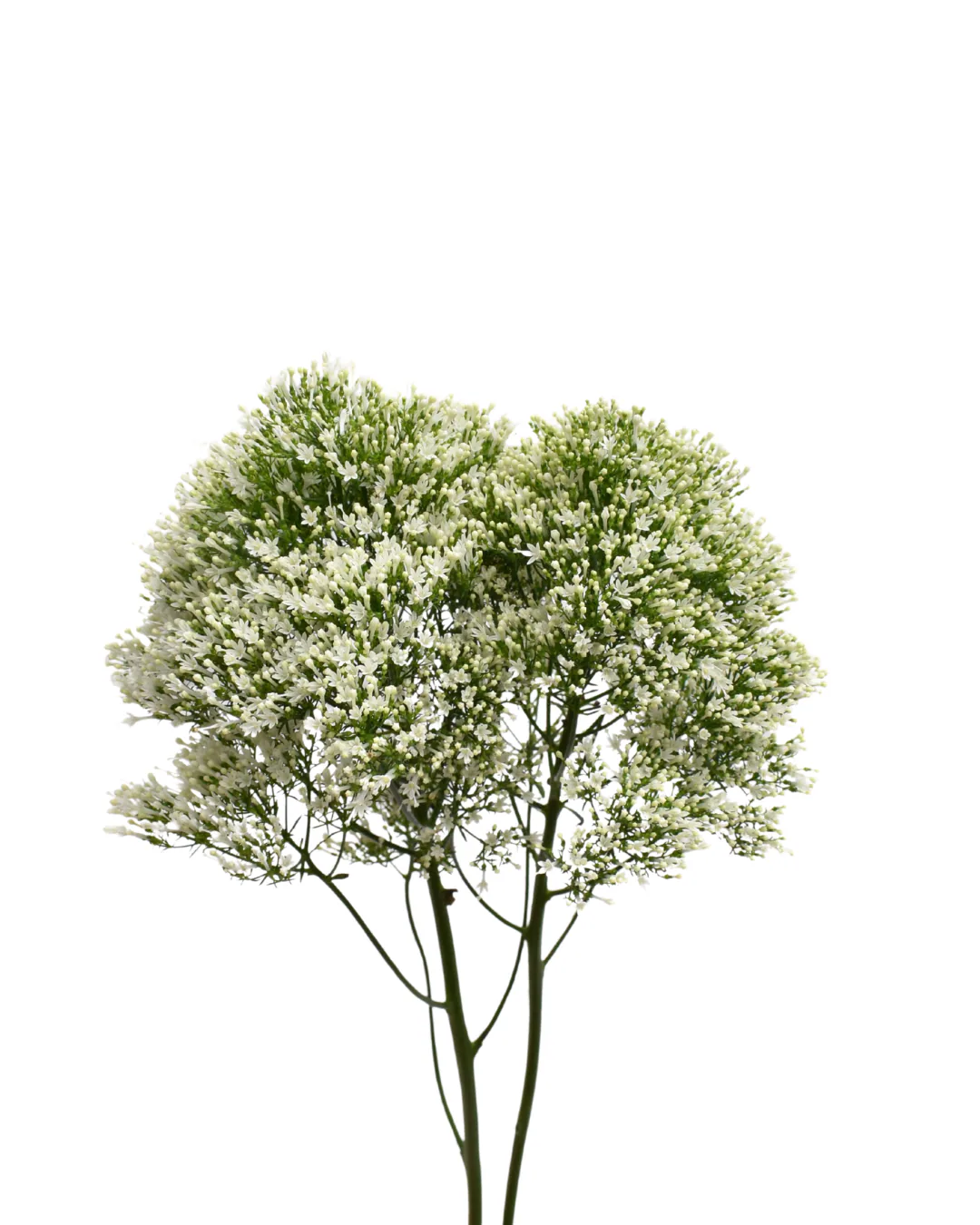 Trachelium White — Trachelium