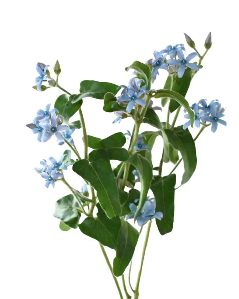 Tweedia Sky Blue