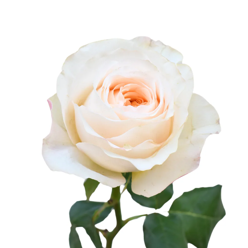 Vicky Garden Rose