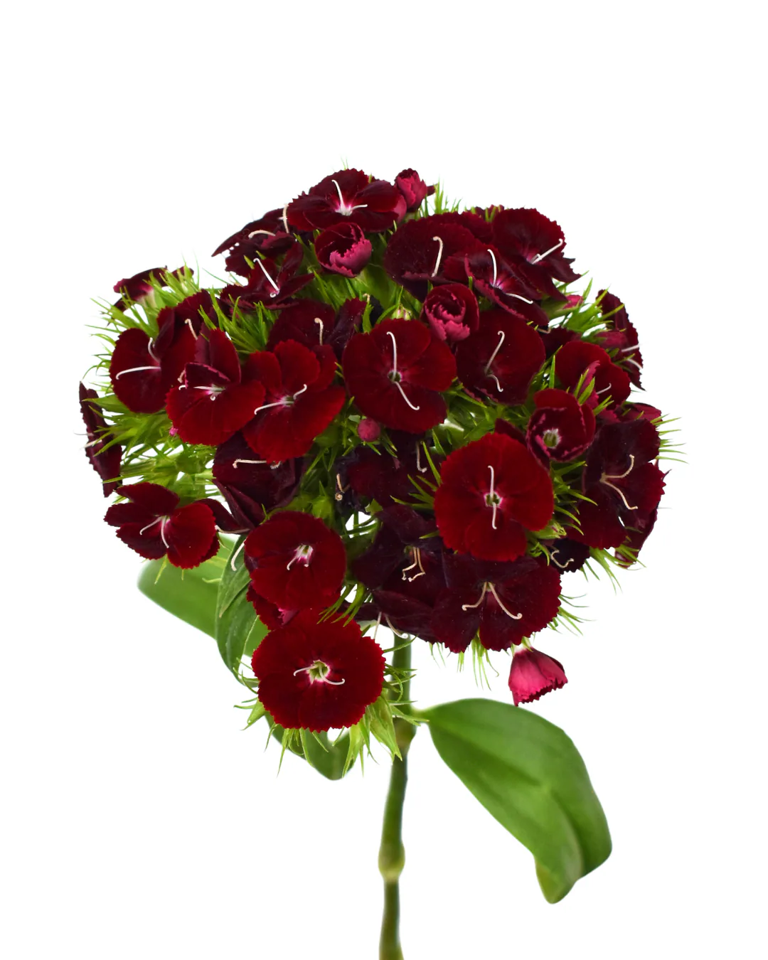 Velvet Wicky — Dianthus