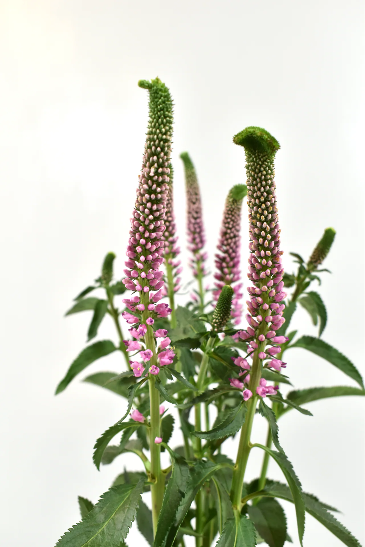 S Veronica Pink — Veronicas
