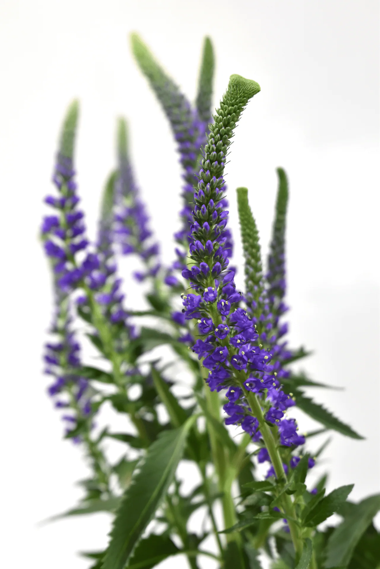 S Veronica Purple — Veronicas