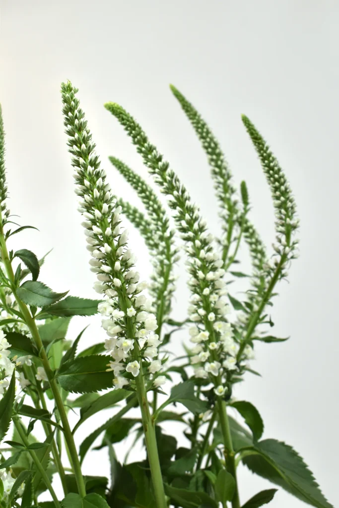 S Veronica White