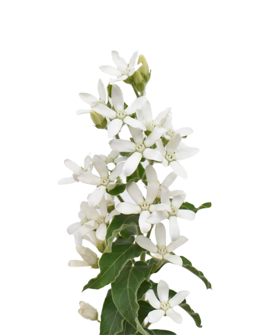 Tweedia White — Tweedia