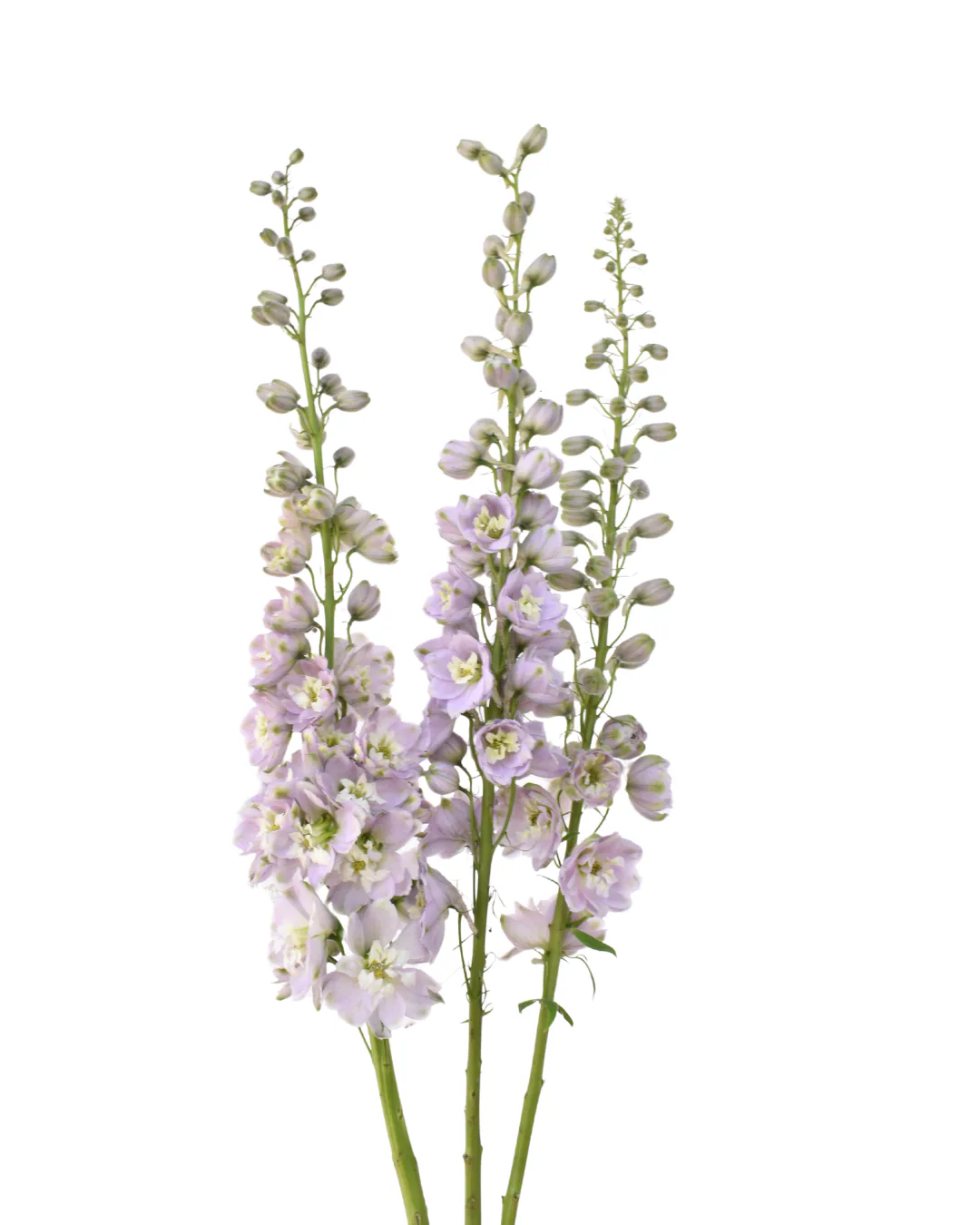 Y Delphinium Light Pink — Delphinium