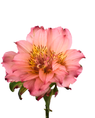 Alstroemeria Fashionista