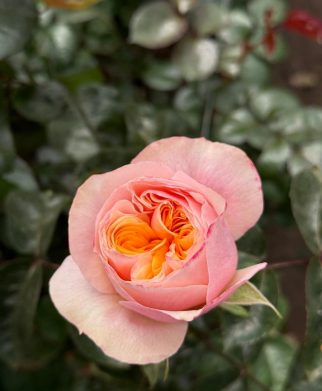 bouquets-motion-whatsapp-image-2026-04-27-at-8.40.57-pm